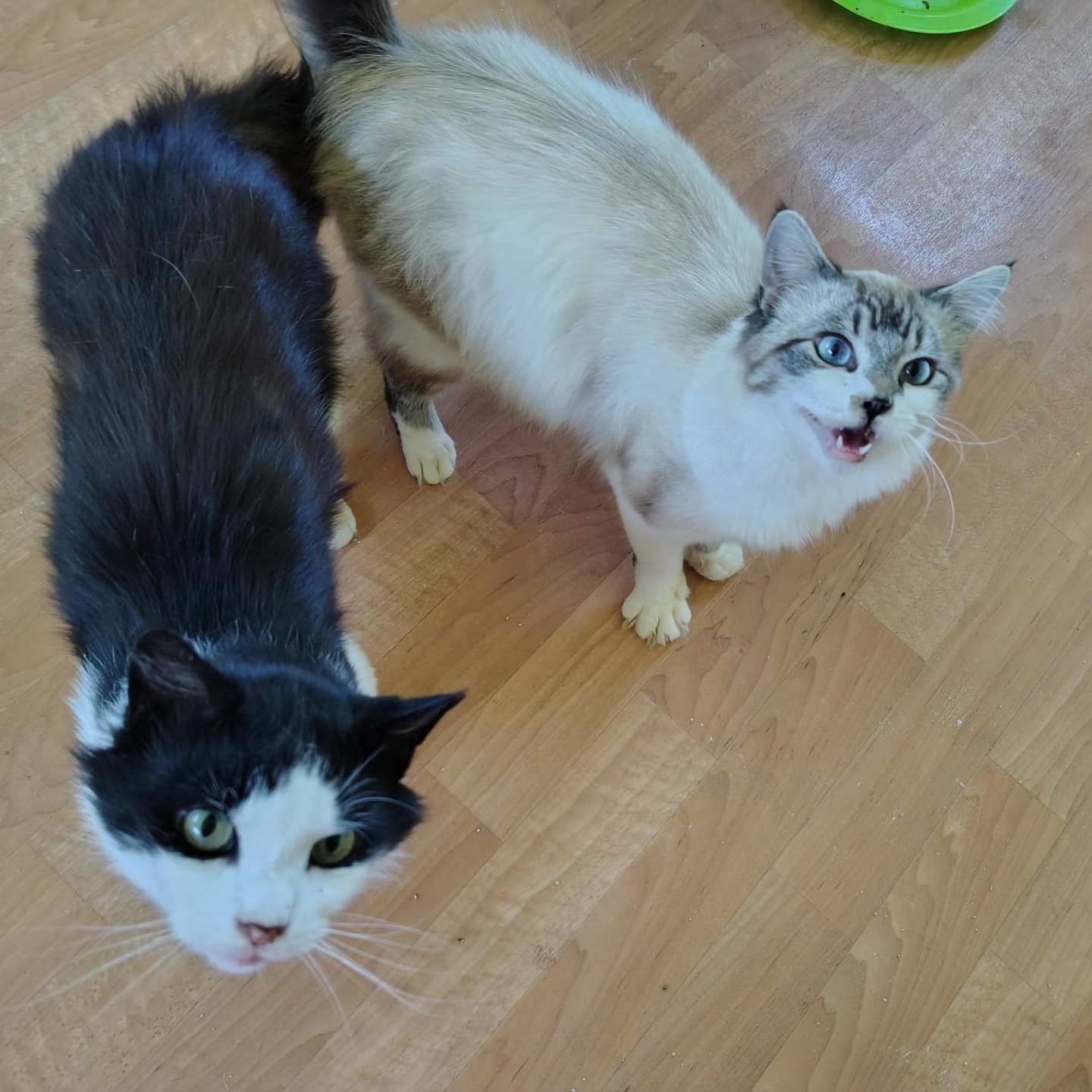 Bastion & Troy, a ADOPTABLE mixed breed in Montour Falls, NY image 1/3