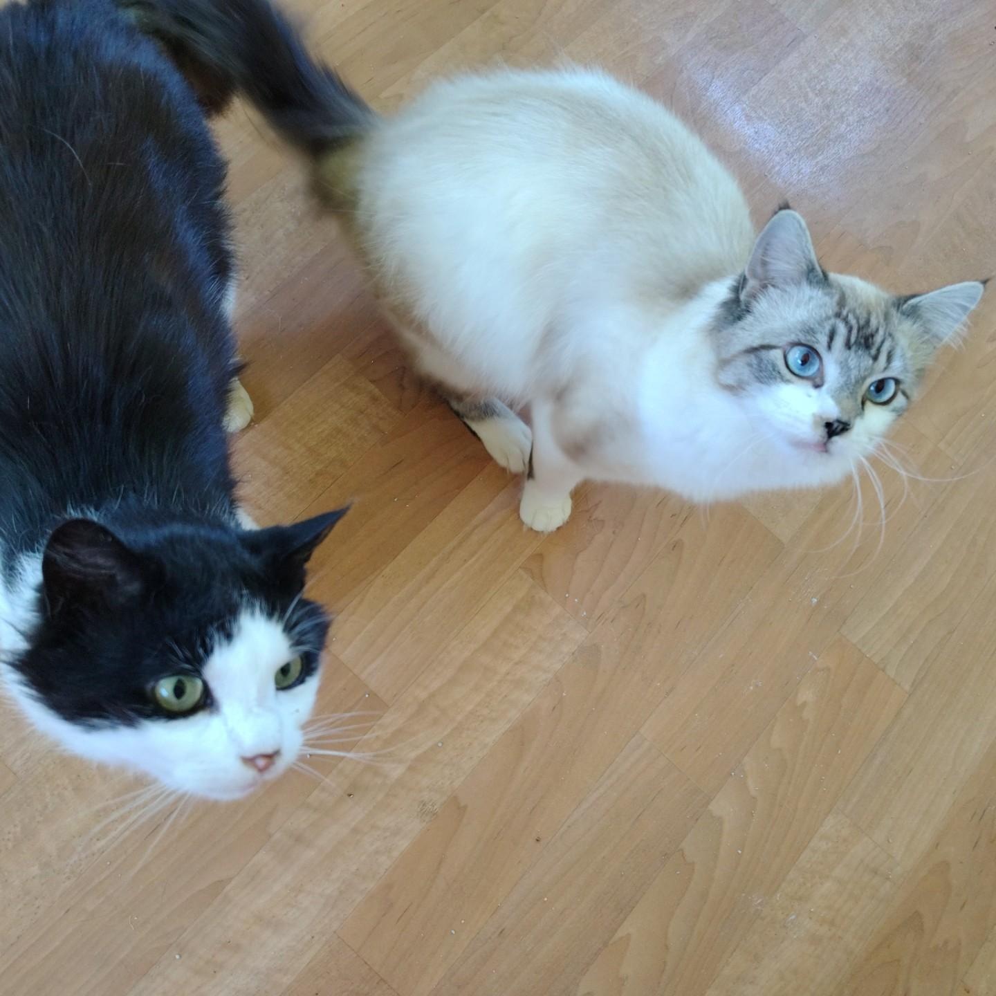 Bastion & Troy, a ADOPTABLE mixed breed in Montour Falls, NY image 2/3
