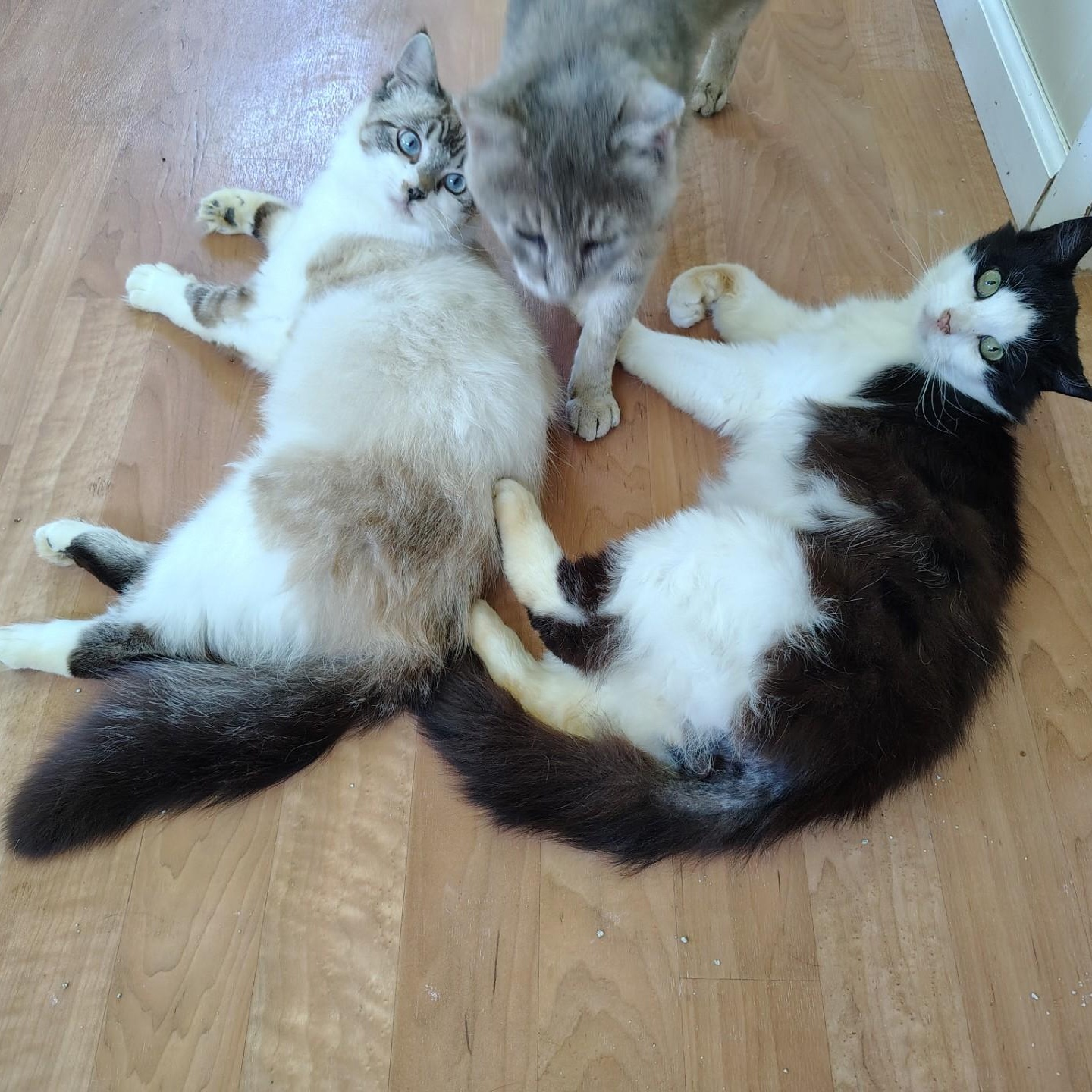 Bastion & Troy, a ADOPTABLE mixed breed in Montour Falls, NY image 3/3