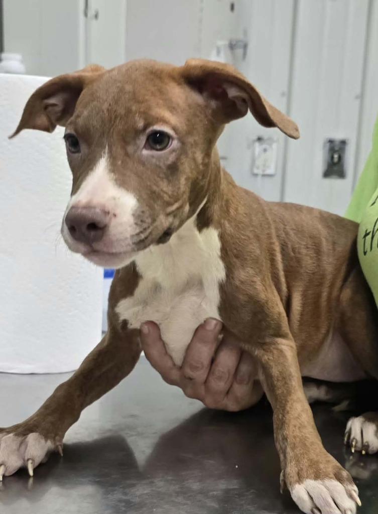 Wiggles, Adoptable, Puppy Female Terrier & Mixed Breed.
