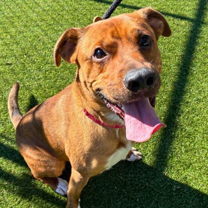 Benny, Adoptable, Adult Male Terrier & Mixed Breed.