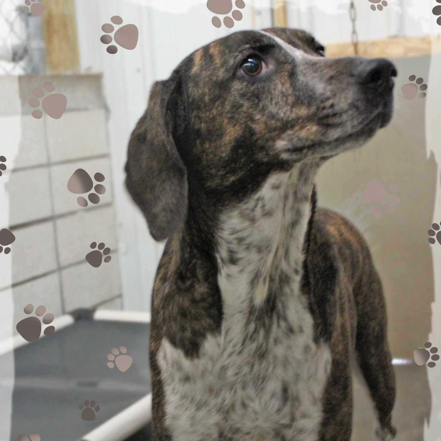 Enlarge Remi, a ADOPTABLE mixed breed in Amelia, OH image 2/2