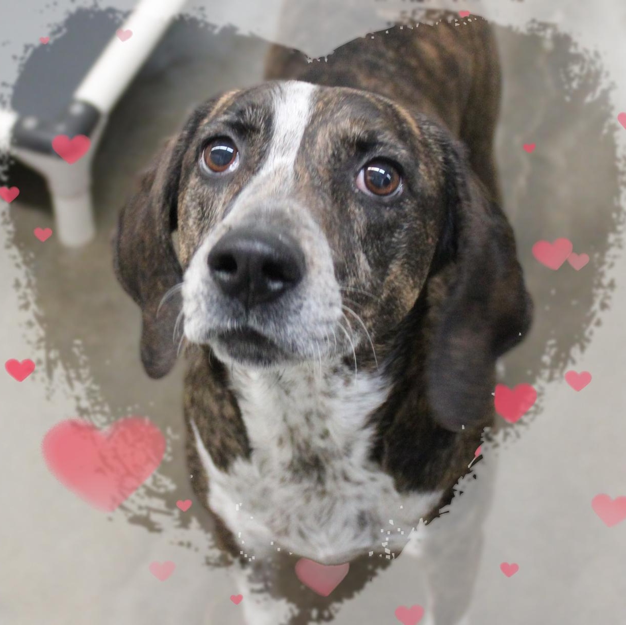 Enlarge Remi, a ADOPTABLE mixed breed in Amelia, OH image 1/2