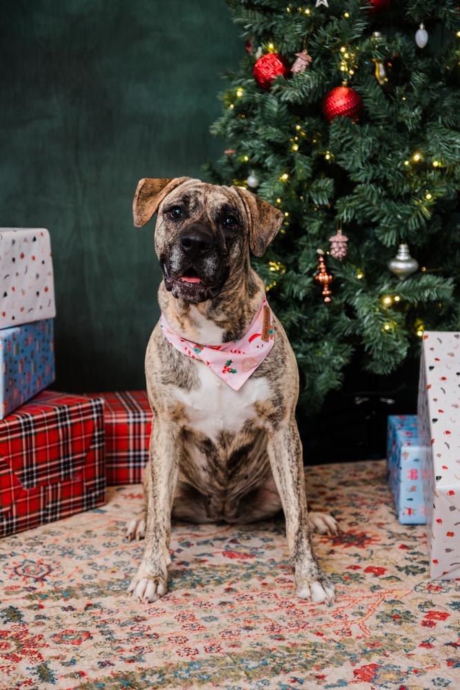 Ruby, Adopted, Young Female Boxer.