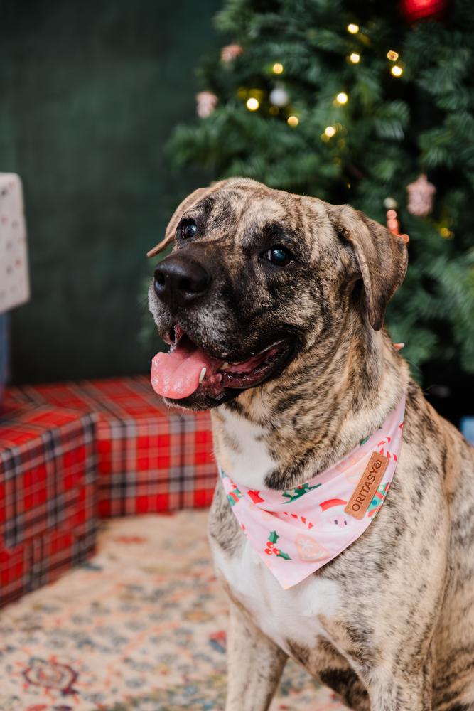 Ruby, a Adopted mixed breed in Irwin, PA image 2/6