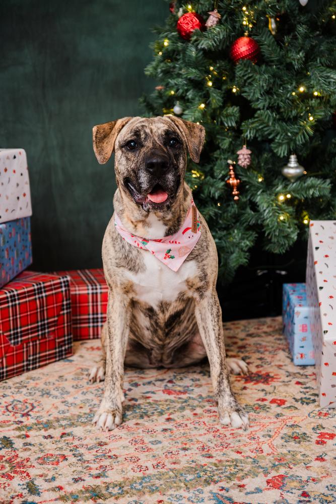 Ruby, a Adopted mixed breed in Irwin, PA image 3/6