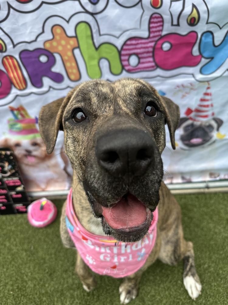 Ruby, a Adopted mixed breed in Irwin, PA image 4/6