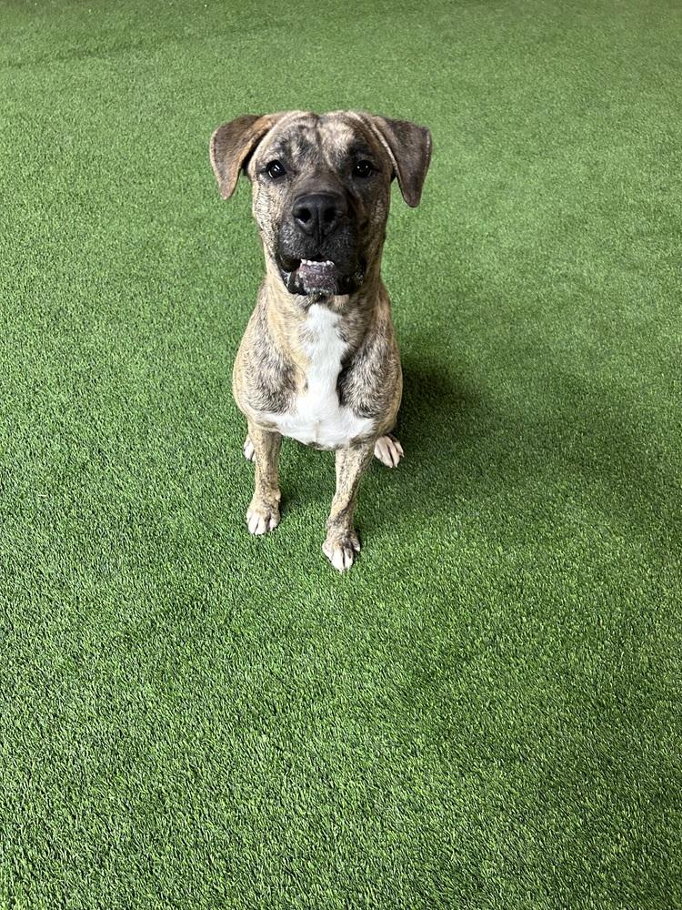 Ruby, a Adopted mixed breed in Irwin, PA image 5/6