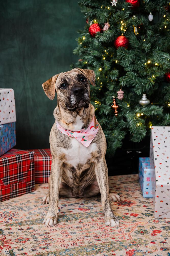 Ruby, a Adopted mixed breed in Irwin, PA image 6/6