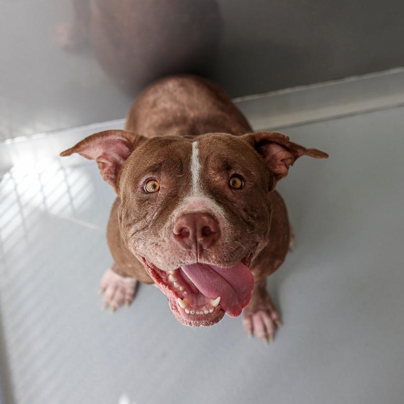 Enlarge Kujak, a Adoptable mixed breed in Bradenton, FL image 1/2