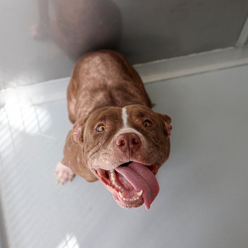 Enlarge Kujak, a Adoptable mixed breed in Bradenton, FL image 2/2