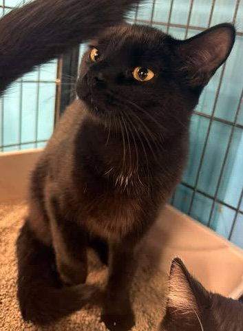 Jeter (Kitty), Adopted, Young Male Domestic Short Hair.