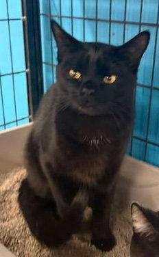 Enlarge Jeter (Kitty), a Adopted Domestic Short Hair in Ashville, OH image 2/2