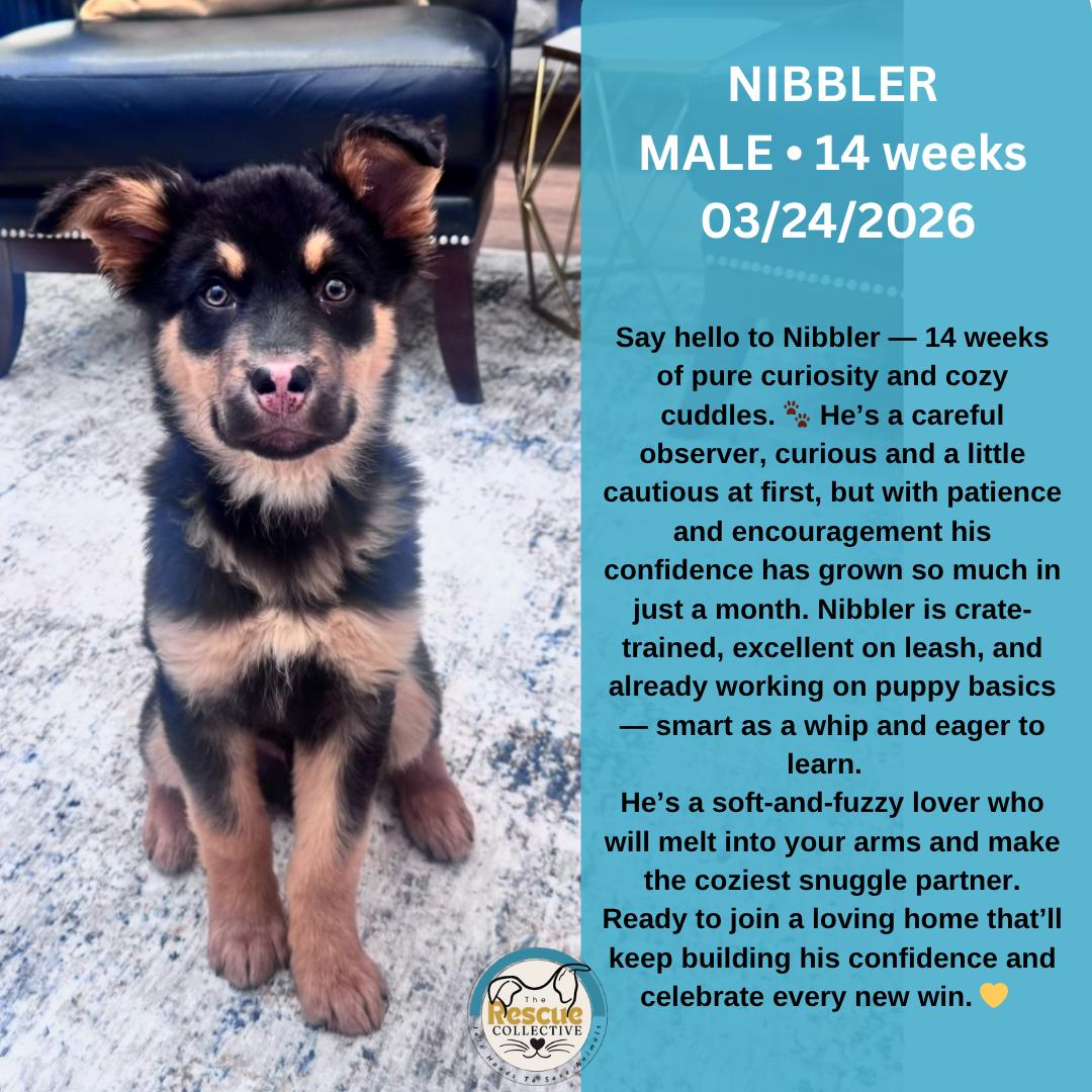 Enlarge Nibbler, a ADOPTABLE Mixed Breed in Clive, AB image 1/1