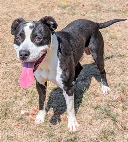 GONZALES, Adoptable, Adult Male American Bulldog & Pit Bull Terrier.
