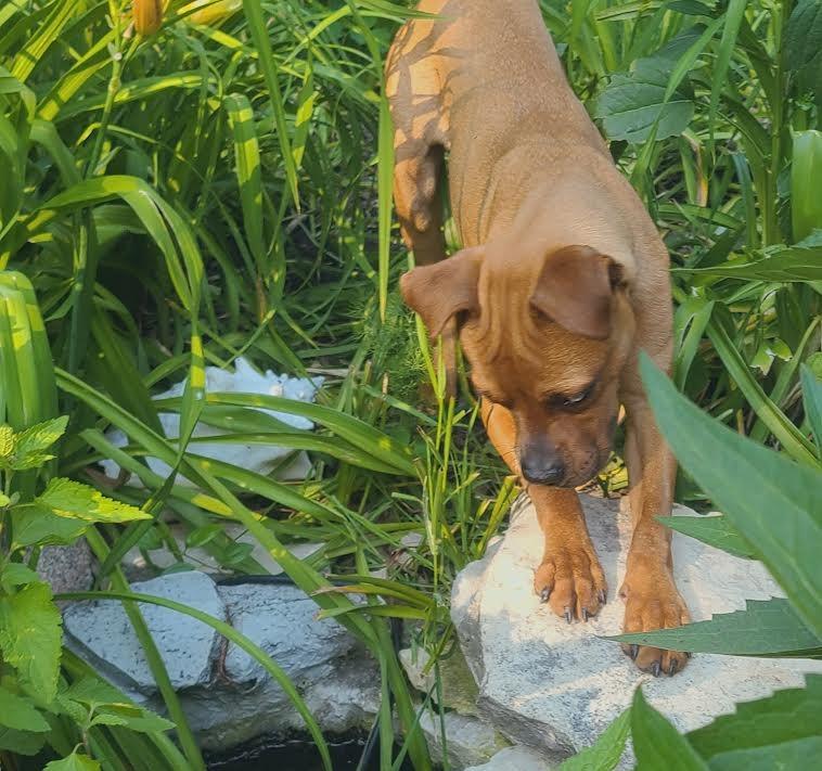 Clover, a ADOPTABLE Boxer in Barrington, IL image 5/5