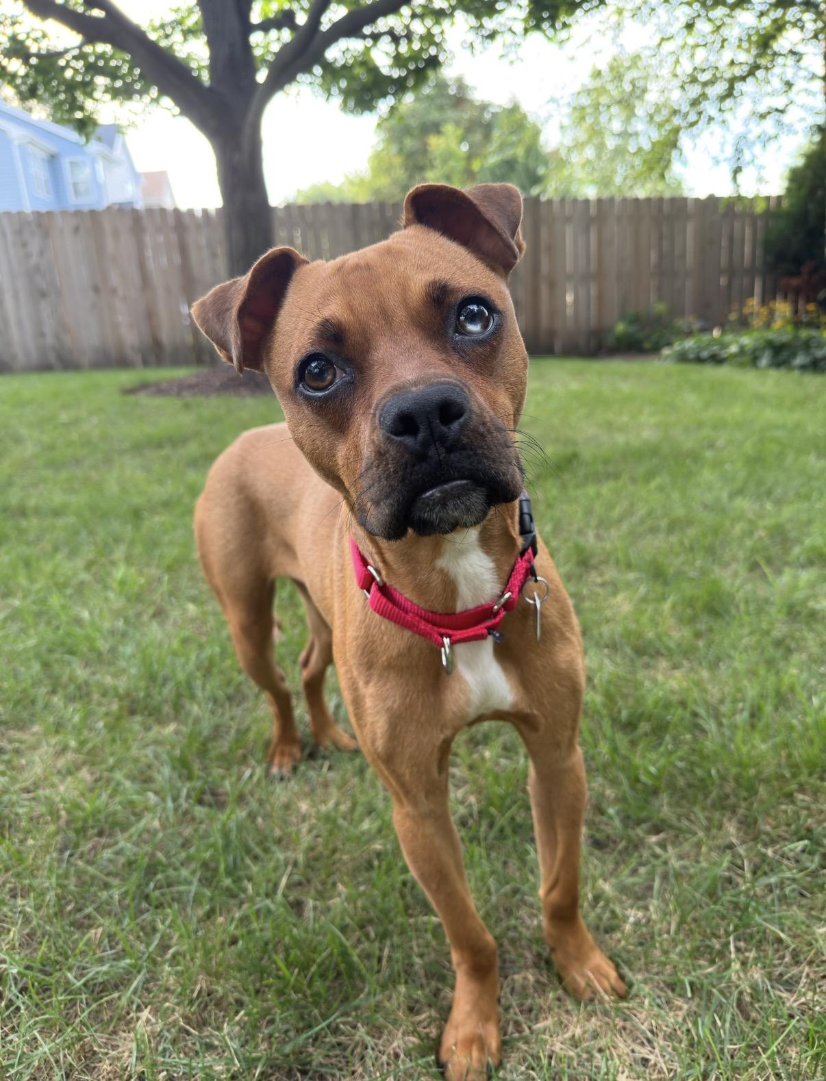 Clover, Adoptable, Puppy Female Boxer.