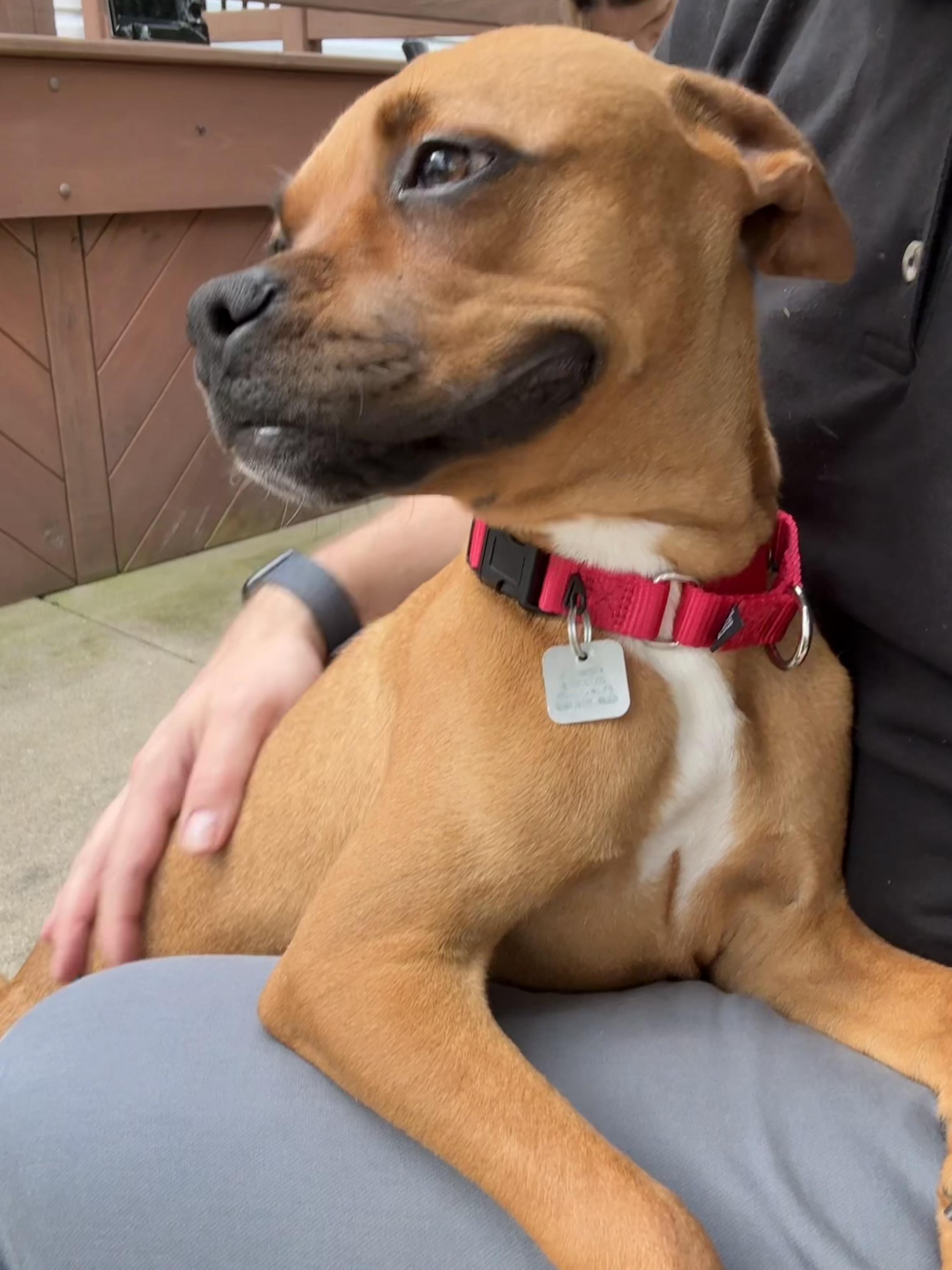 Enlarge Clover, a Adoptable Boxer in Barrington, IL image 3/6