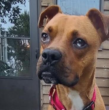 Clover, ADOPTABLE, Puppy Female Boxer.