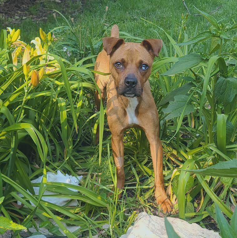 Clover, ADOPTABLE, Puppy Female Boxer.