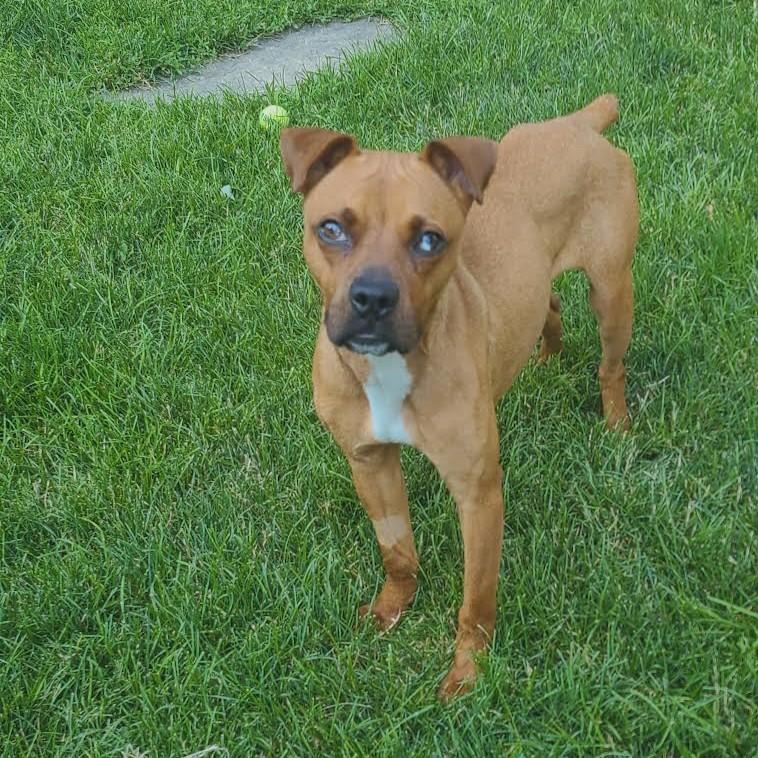 Clover, a ADOPTABLE Boxer in Barrington, IL image 4/5