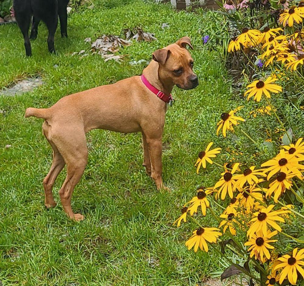 Enlarge Clover, a ADOPTABLE Boxer in Barrington, IL image 2/5
