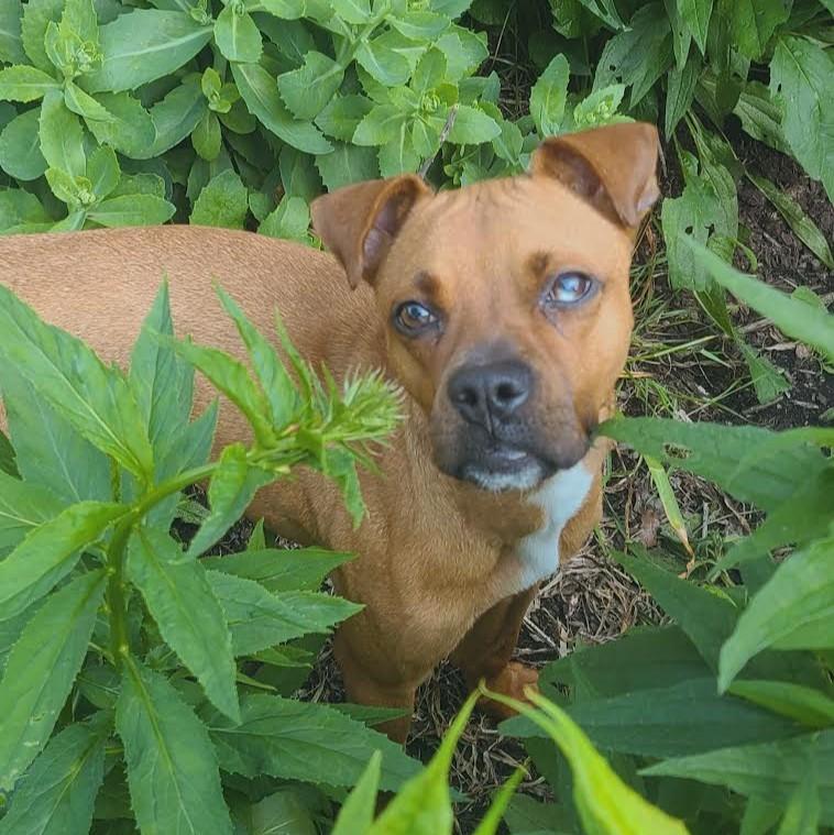 Clover, a ADOPTABLE Boxer in Barrington, IL image 2/5