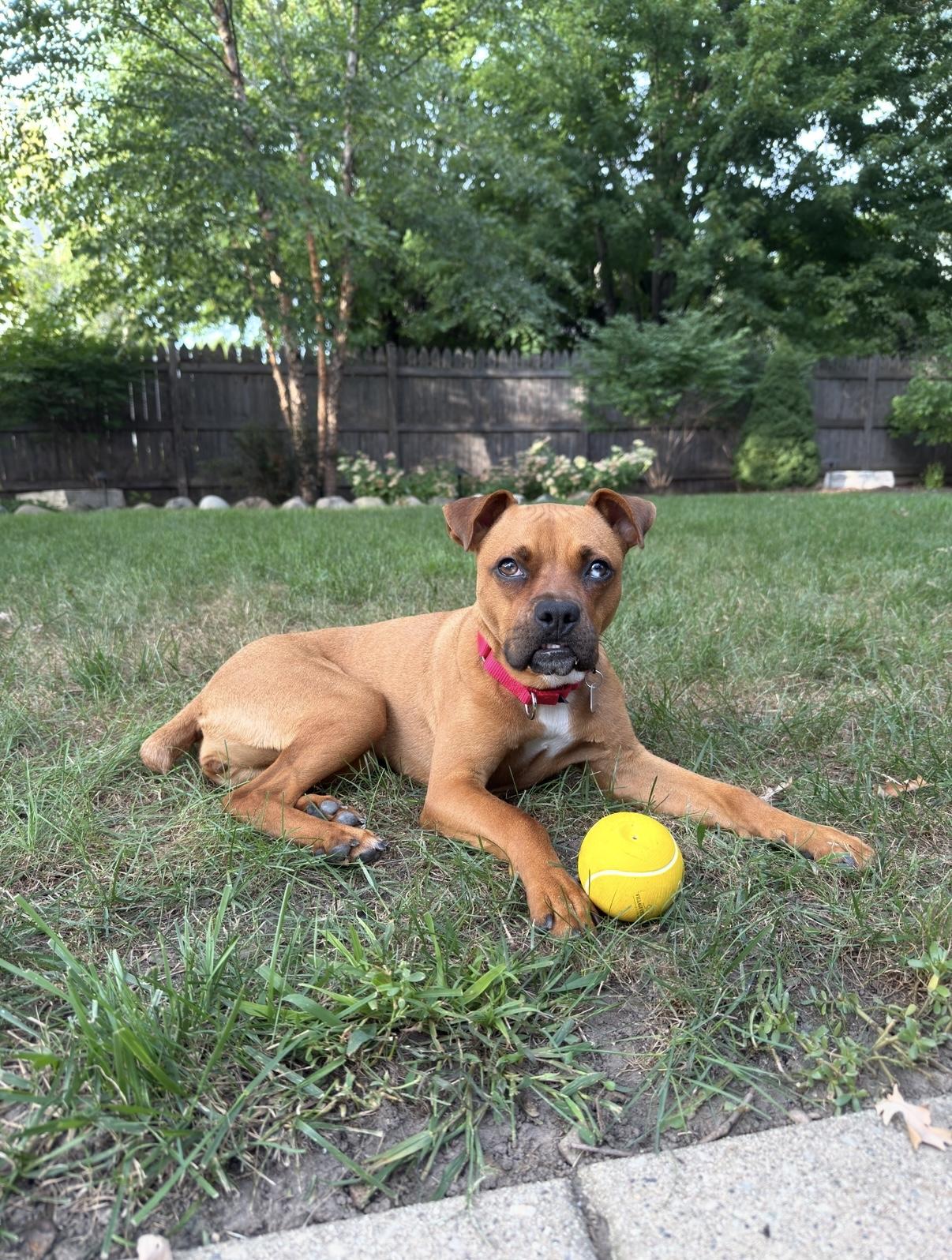 Enlarge Clover, a Adoptable Boxer in Barrington, IL image 5/6