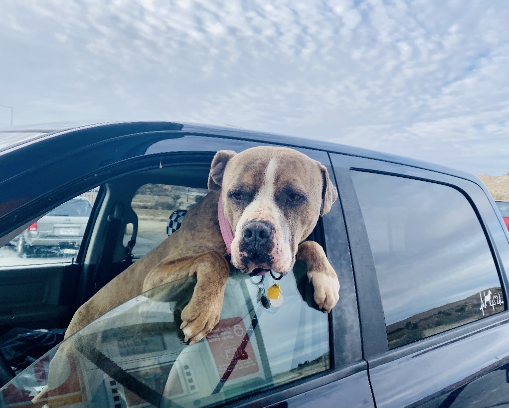 HUGGIE BEAR, an adoptable Mastiff in Yucca Valley, CA, 92286 | Photo Image 1