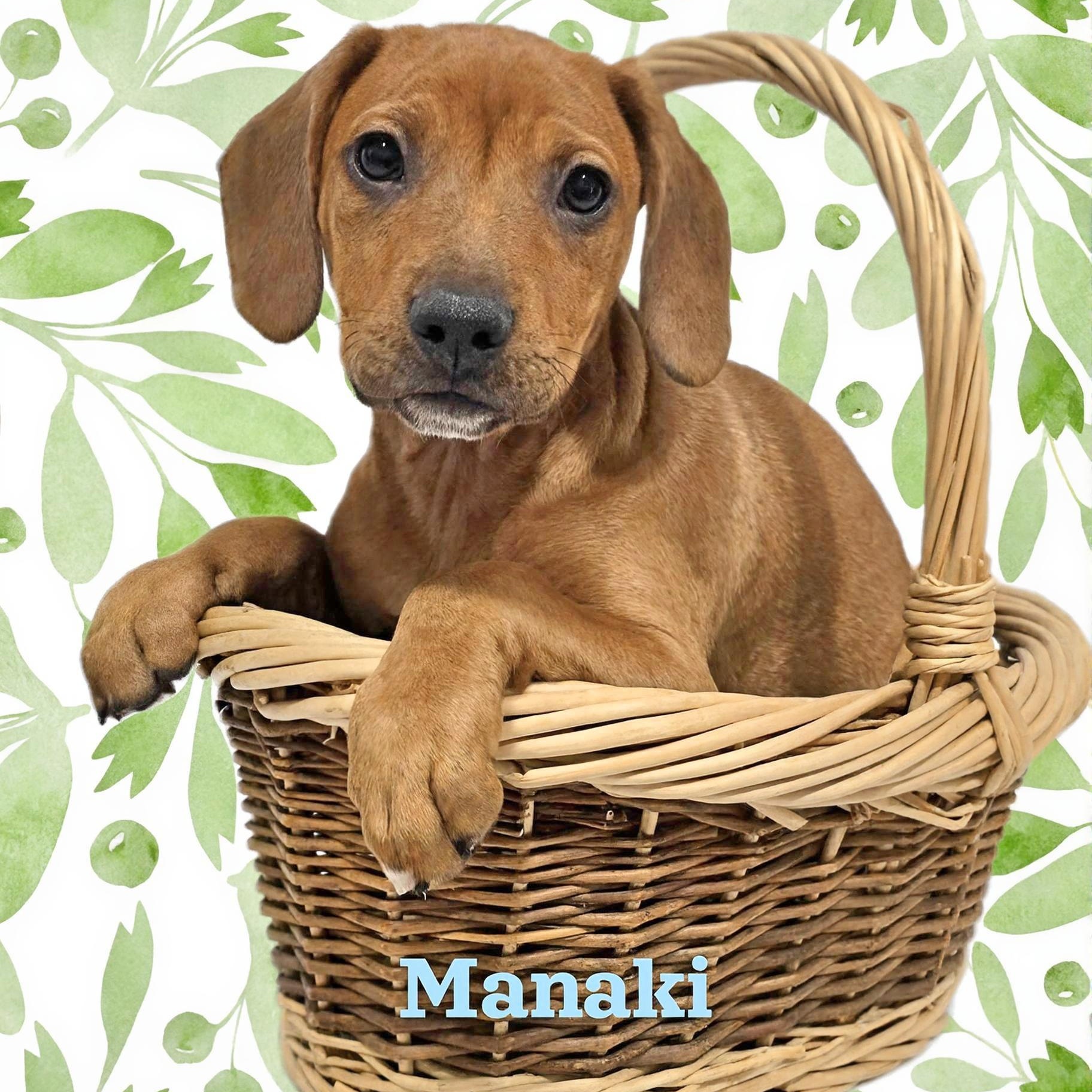 Manaki , a ADOPTABLE mixed breed in Joliet, IL image 1/2