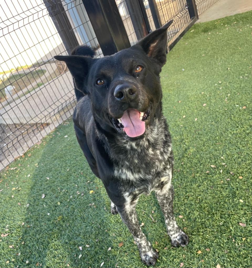 Jack, Adoptable, Adult Male Cattle Dog.