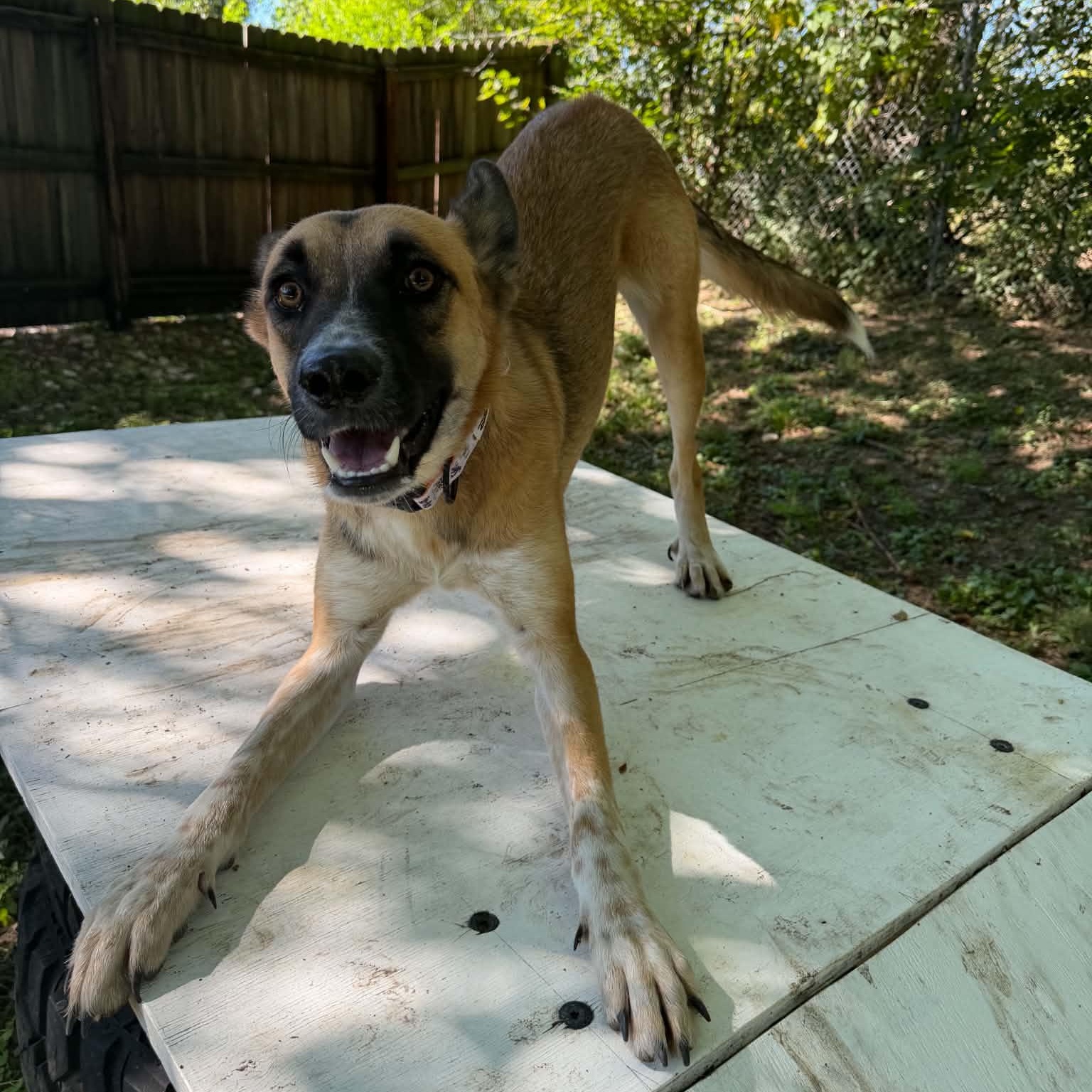 Enlarge Nix, a Adoptable mixed breed in Martinsville, IN image 2/2