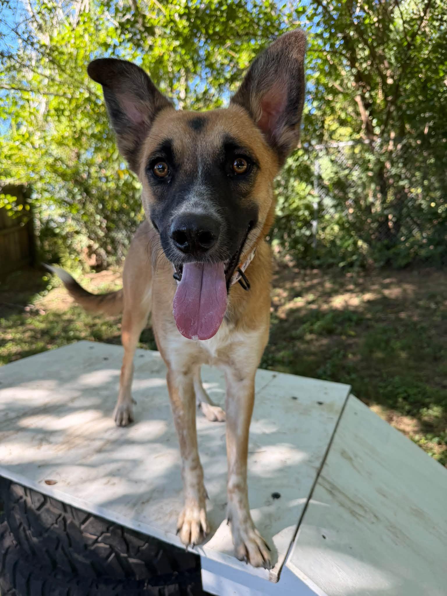 Enlarge Nix, a Adoptable mixed breed in Martinsville, IN image 1/2