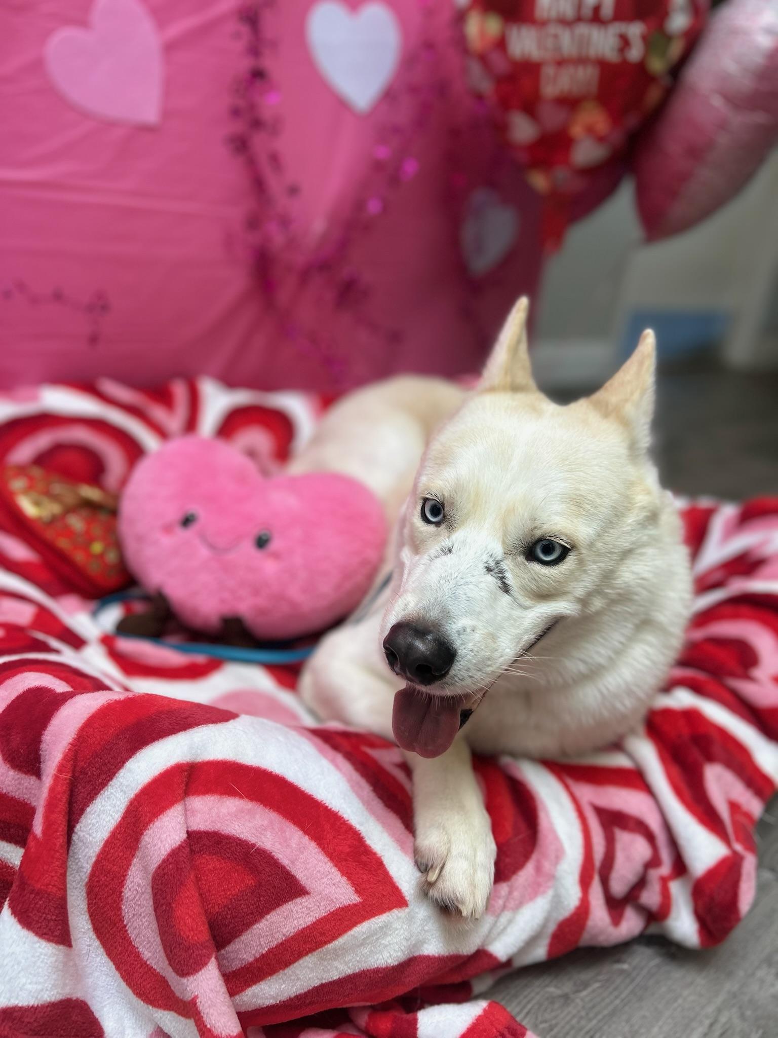 Enlarge Nikolai, a Adoptable mixed breed in santa monica, CA image 5/6