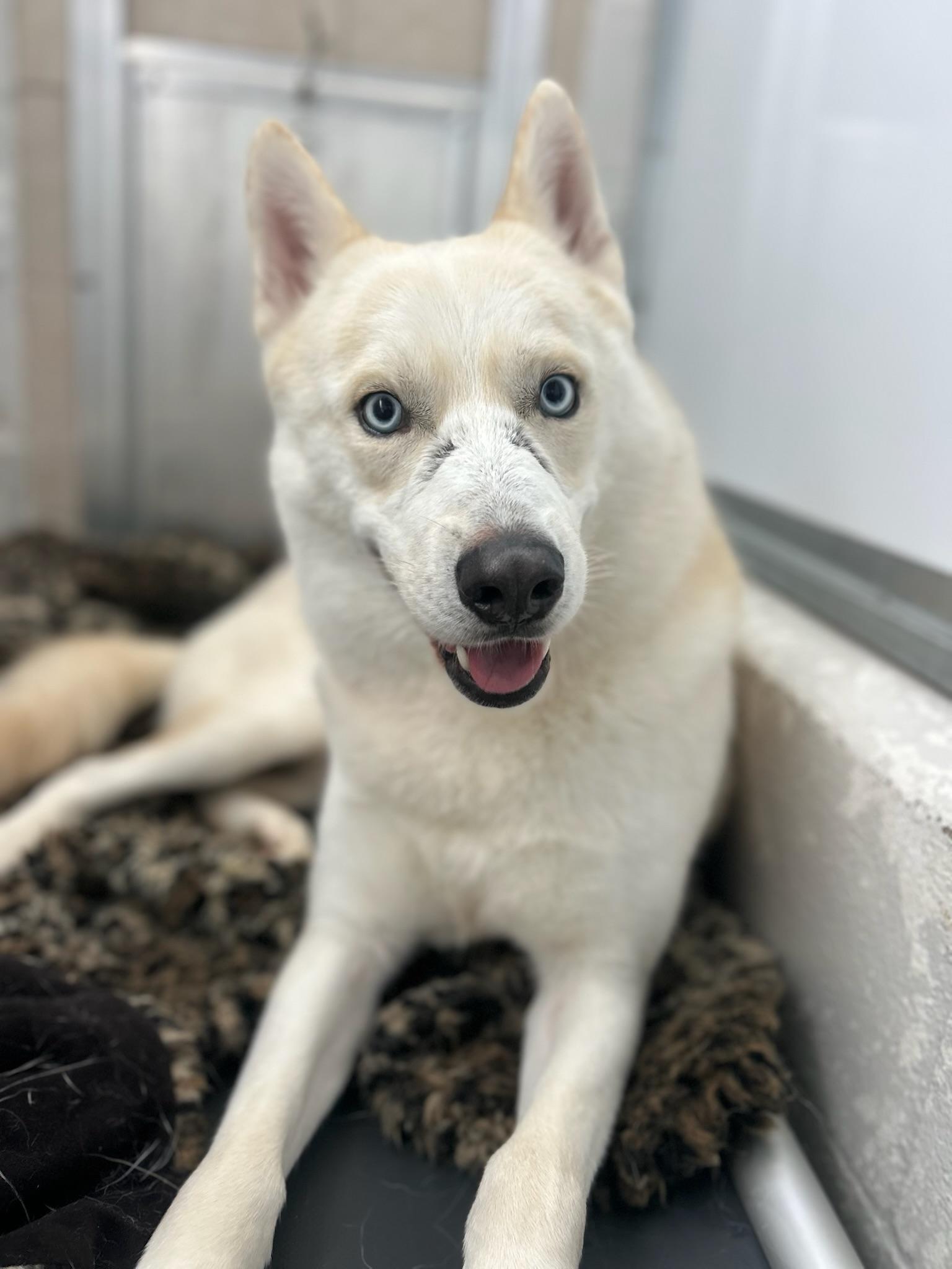 Enlarge Nikolai, a Adoptable mixed breed in santa monica, CA image 6/6