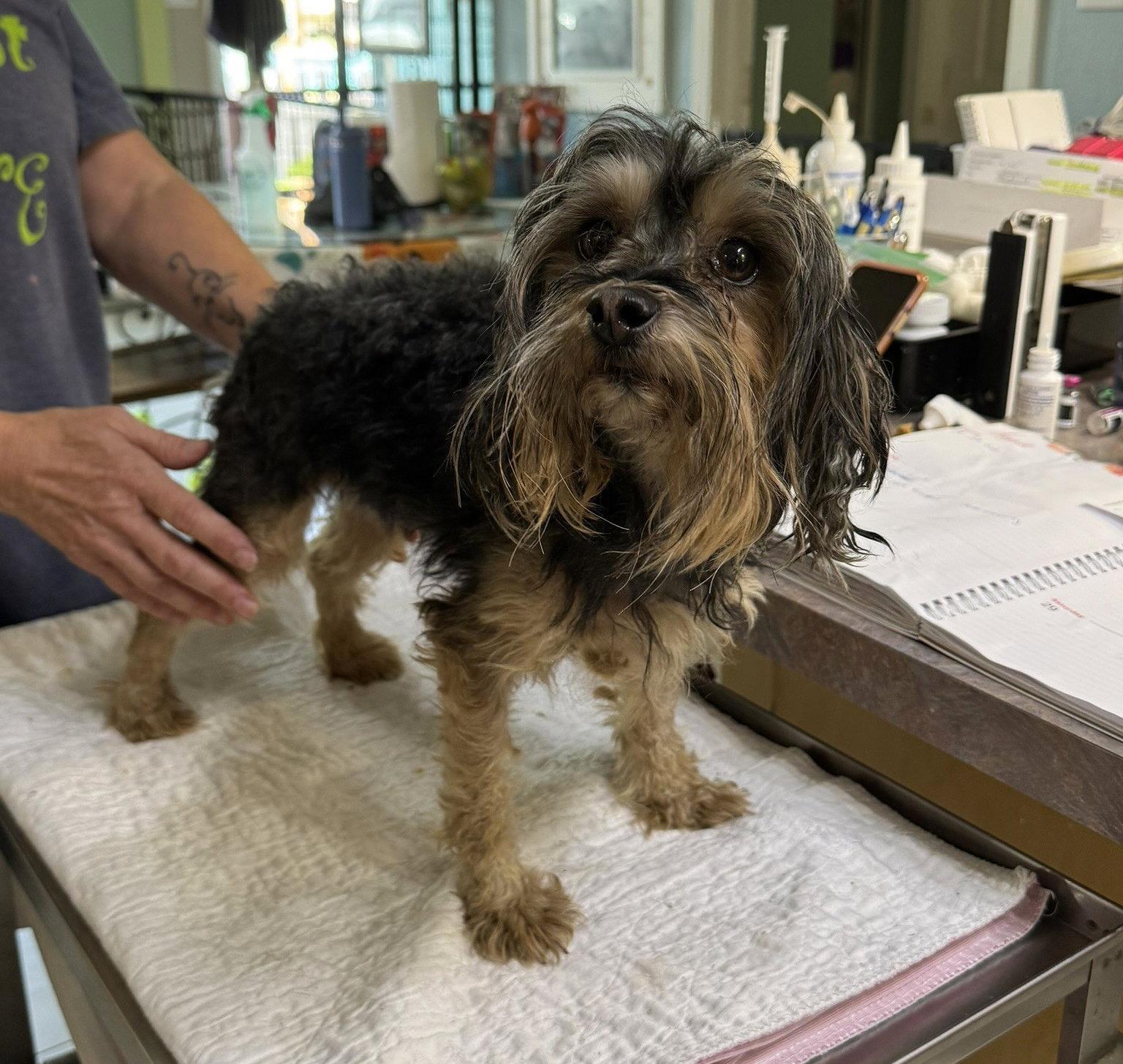Spittlebug (NOT YET AVAILABLE), Adoptable, Adult Female Yorkshire Terrier.