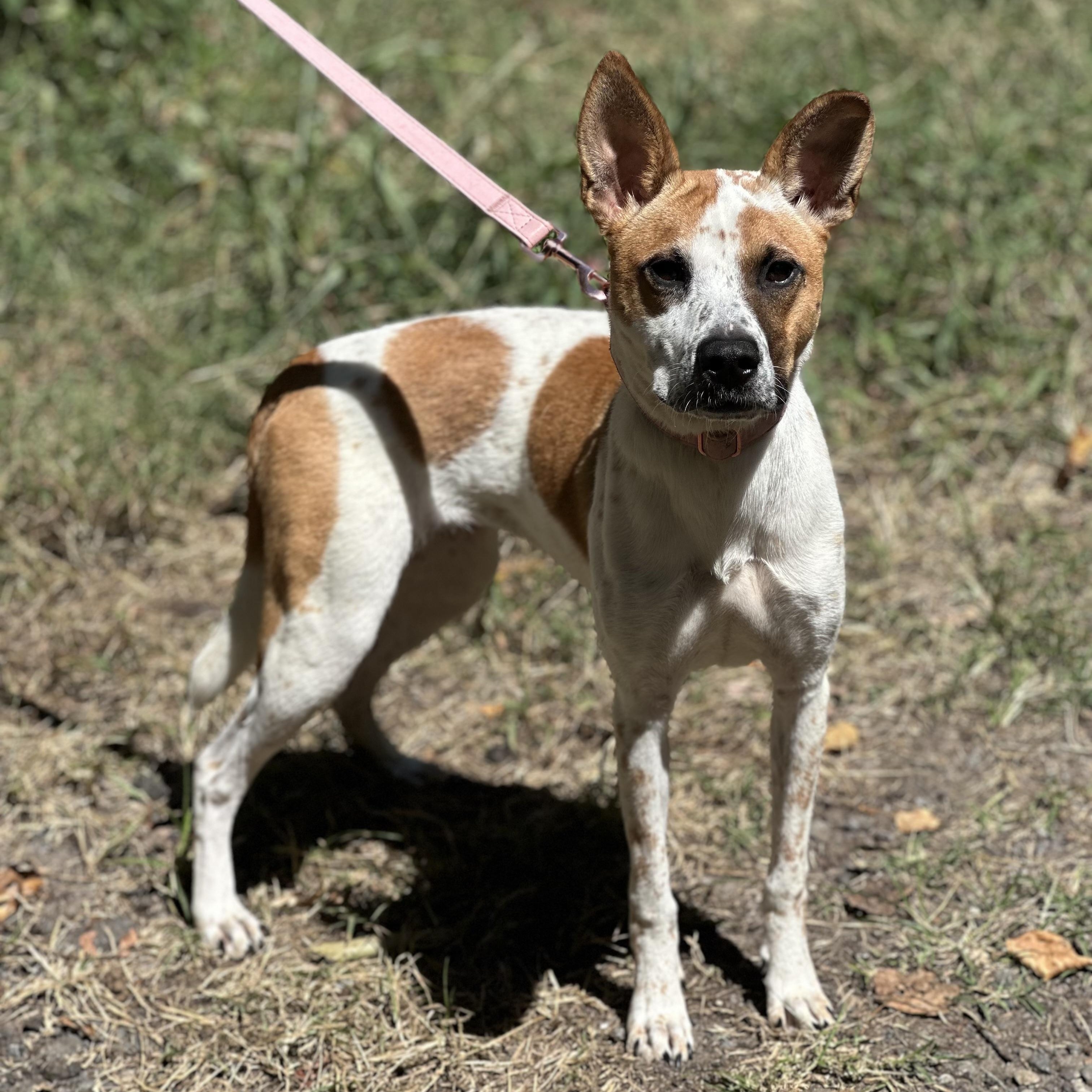 Juliet, a Adoptable mixed breed in Hughesville, MD image 2/4