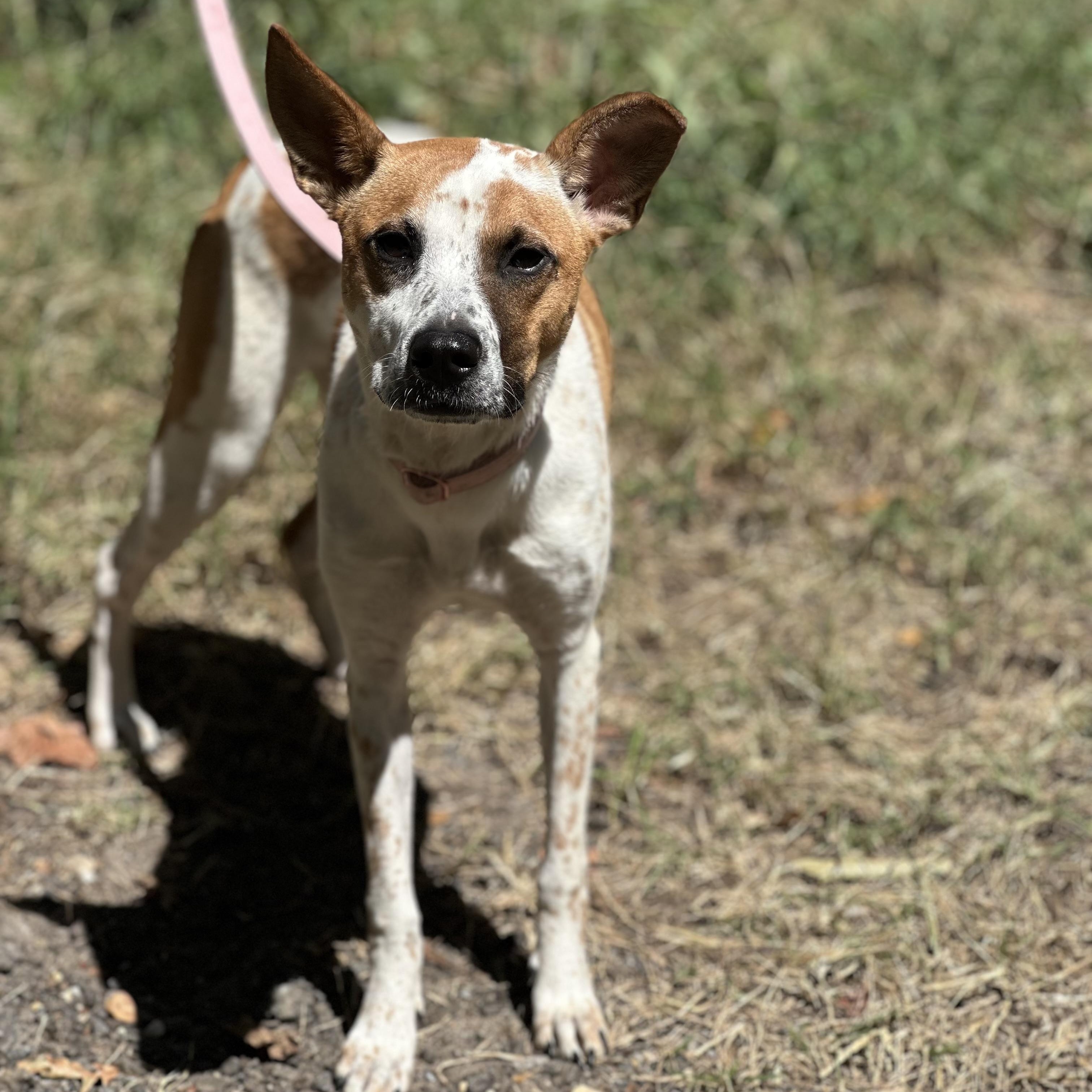 Juliet, a Adoptable mixed breed in Hughesville, MD image 4/4