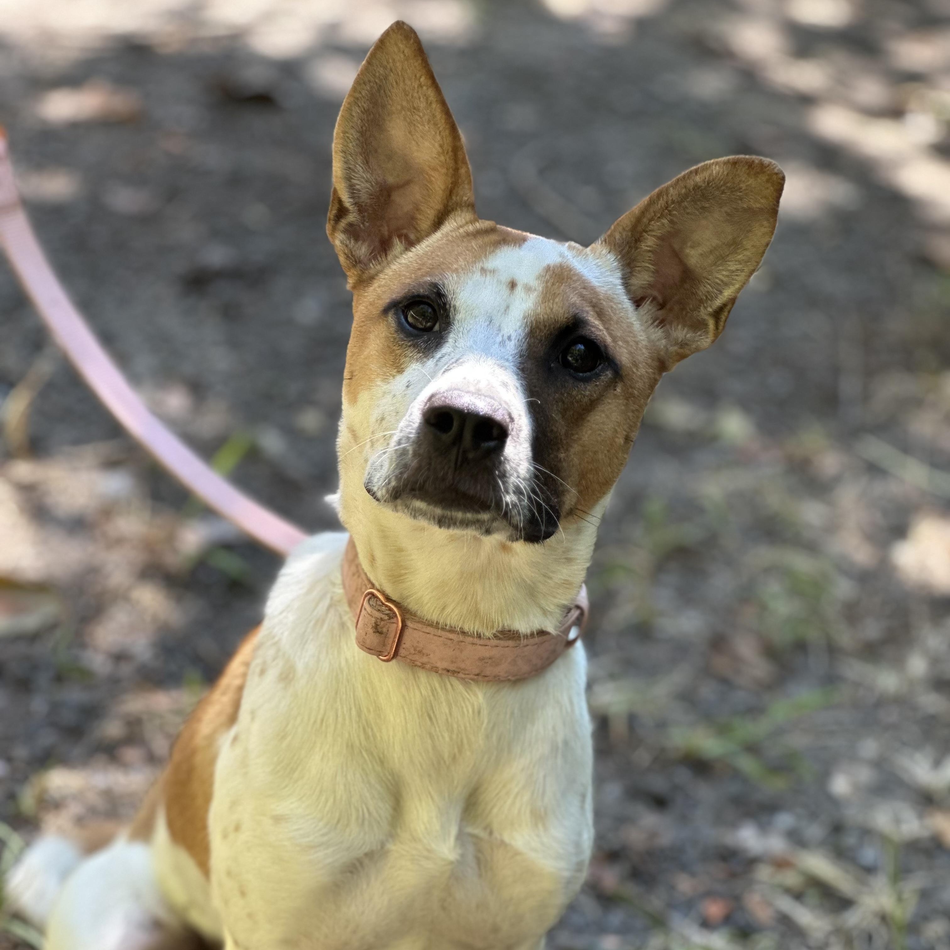 Juliet, a Adoptable mixed breed in Hughesville, MD image 1/4