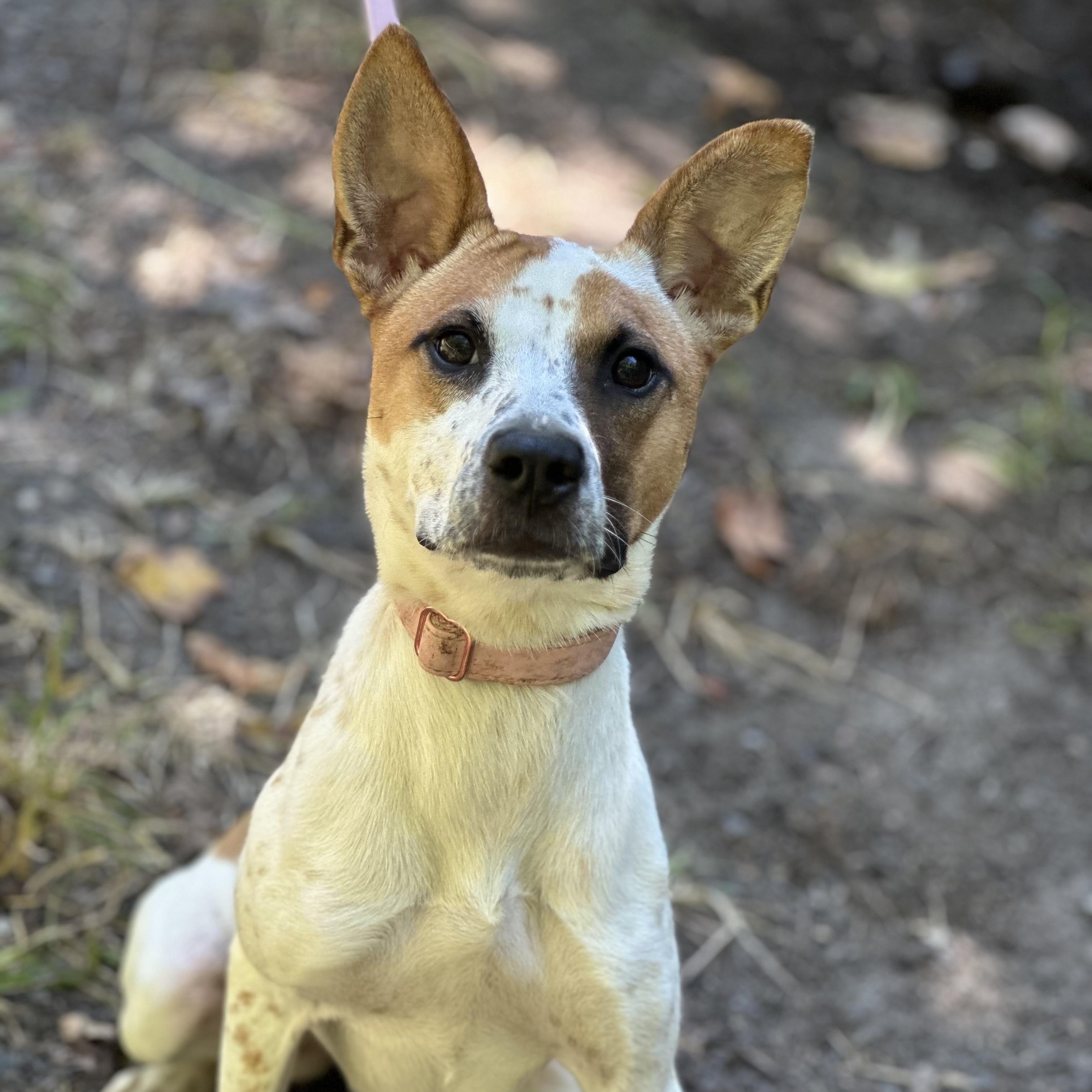 Juliet, a Adoptable mixed breed in Hughesville, MD image 3/4