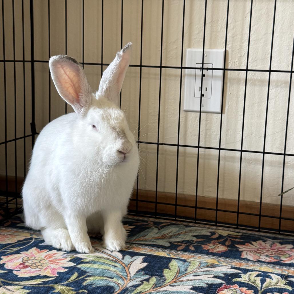 Ophelia, Adoptable, Adult Female Bunny Rabbit.