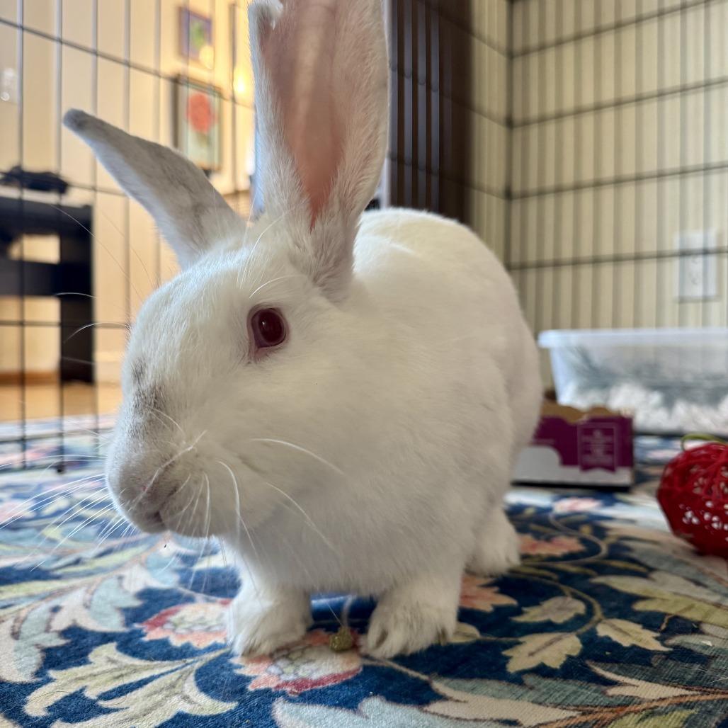 Ophelia, a Adoptable Bunny Rabbit in Richmond, CA image 2/6