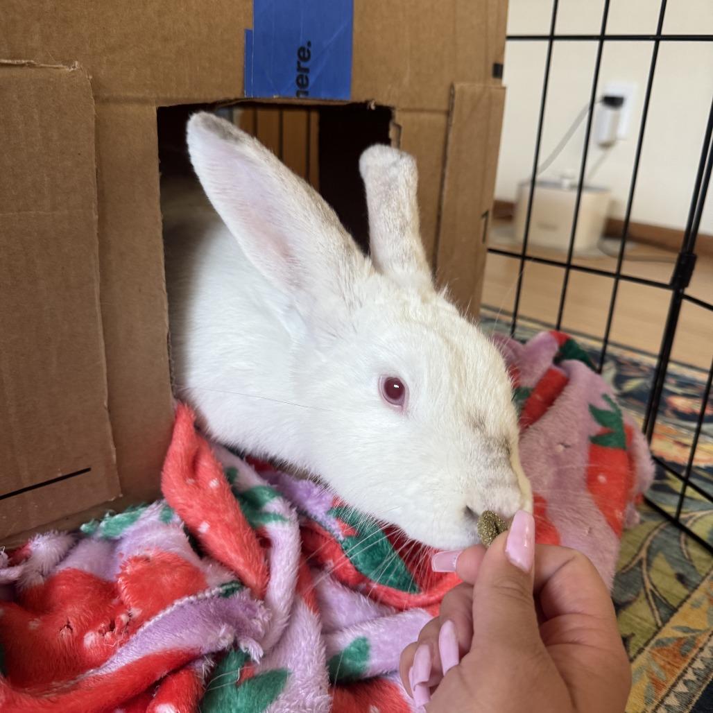 Ophelia, a Adoptable Bunny Rabbit in Richmond, CA image 3/6