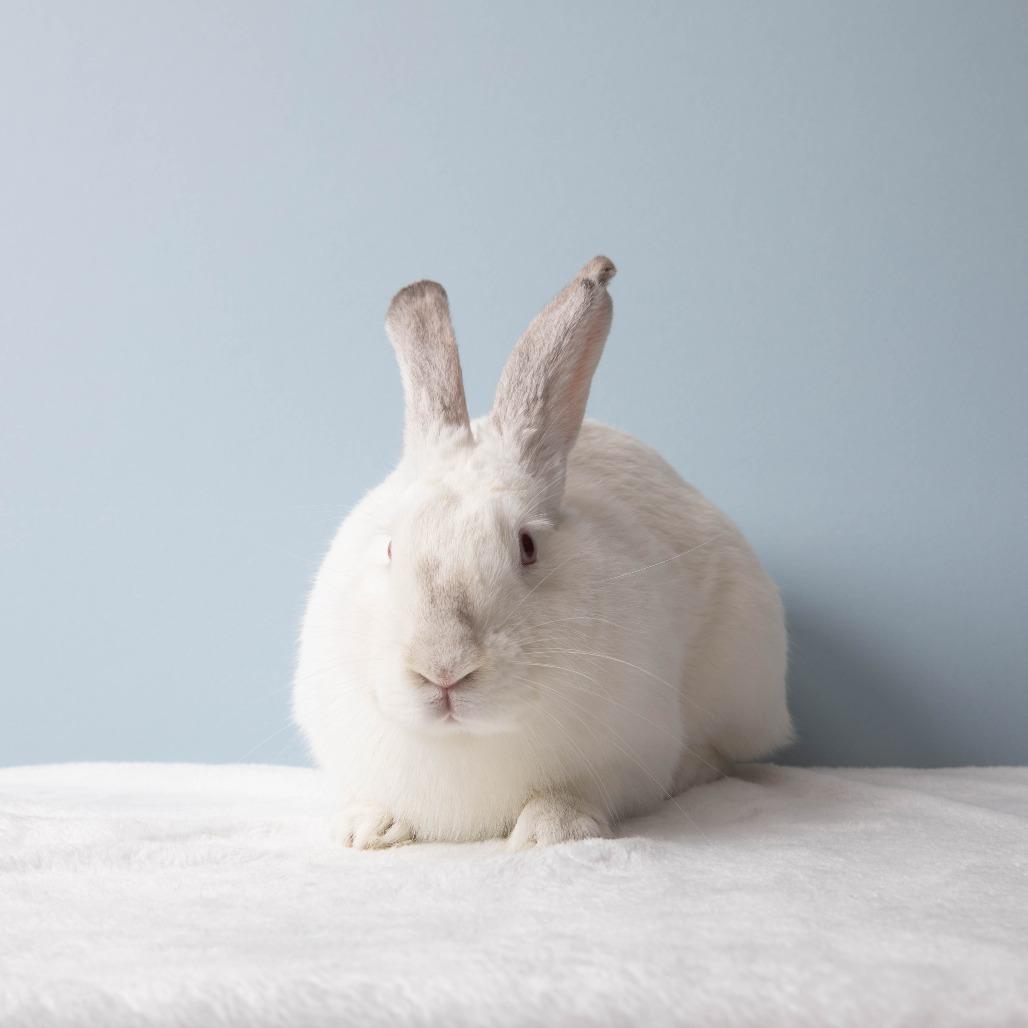 Ophelia, a Adoptable Bunny Rabbit in Richmond, CA image 4/6