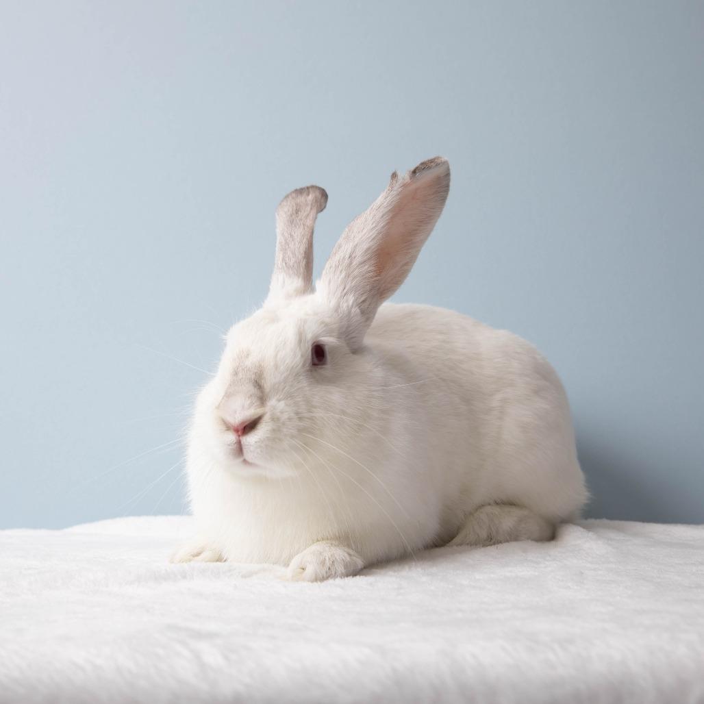 Ophelia, a Adoptable Bunny Rabbit in Richmond, CA image 5/6
