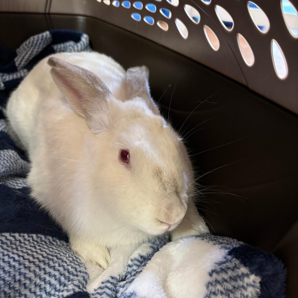 Ophelia, a Adoptable Bunny Rabbit in Richmond, CA image 6/6