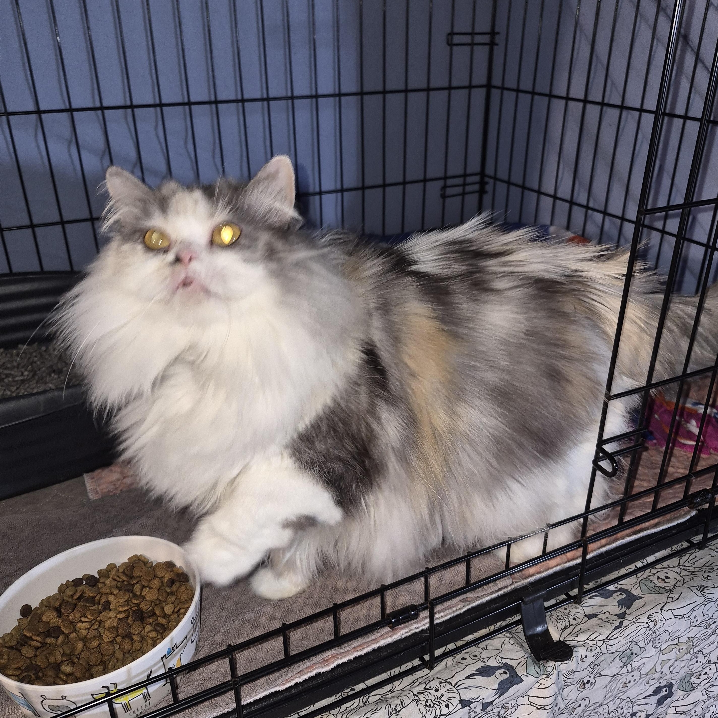 Enlarge Selena , a ADOPTABLE mixed breed in Nicholson, PA image 1/1