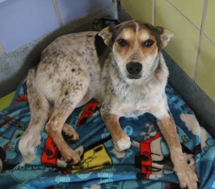 Buddy, Adoptable, Puppy Male Cattle Dog & Mixed Breed.