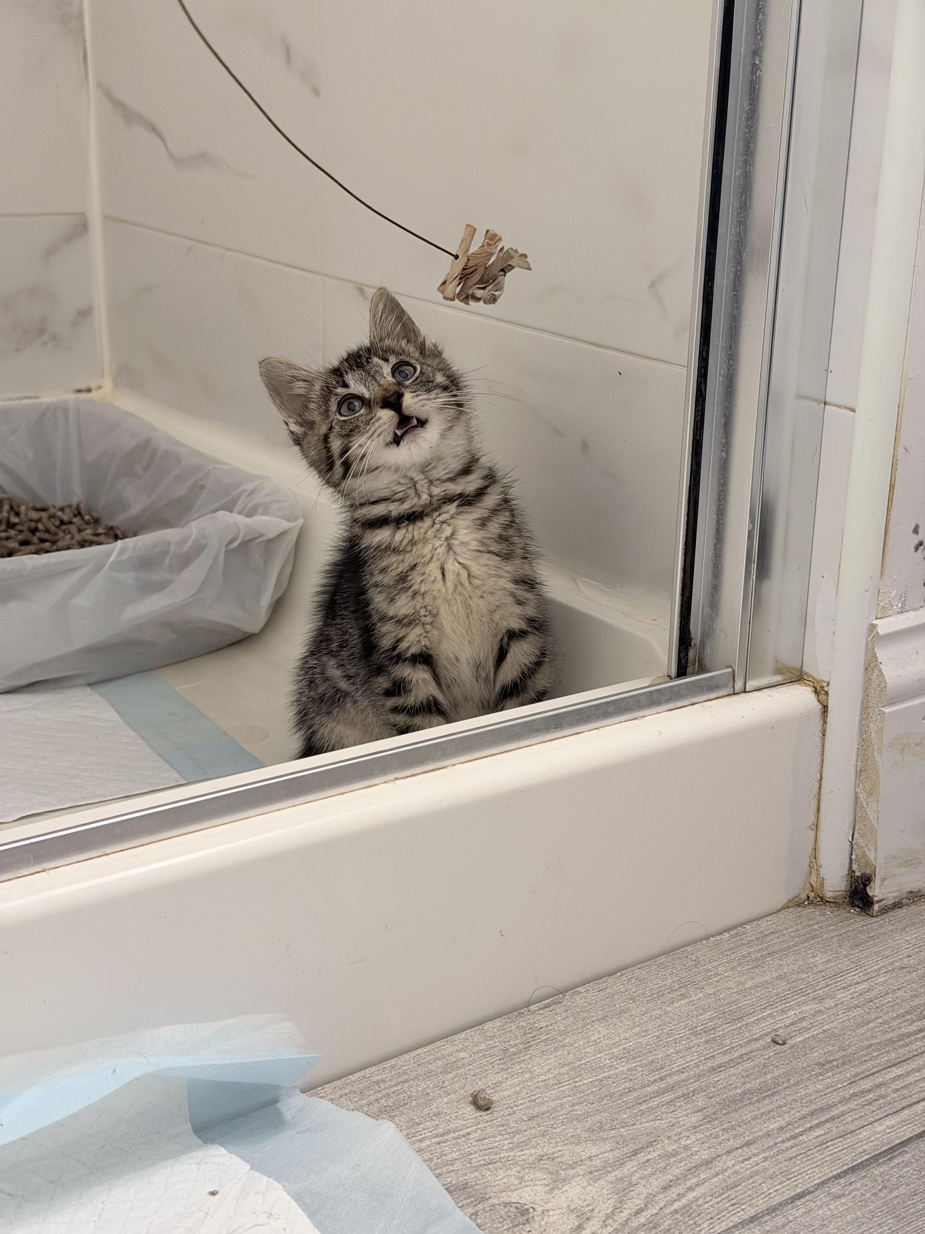 Plum & Concord, a ADOPTABLE Domestic Short Hair in Brooklyn, NY image 4/6