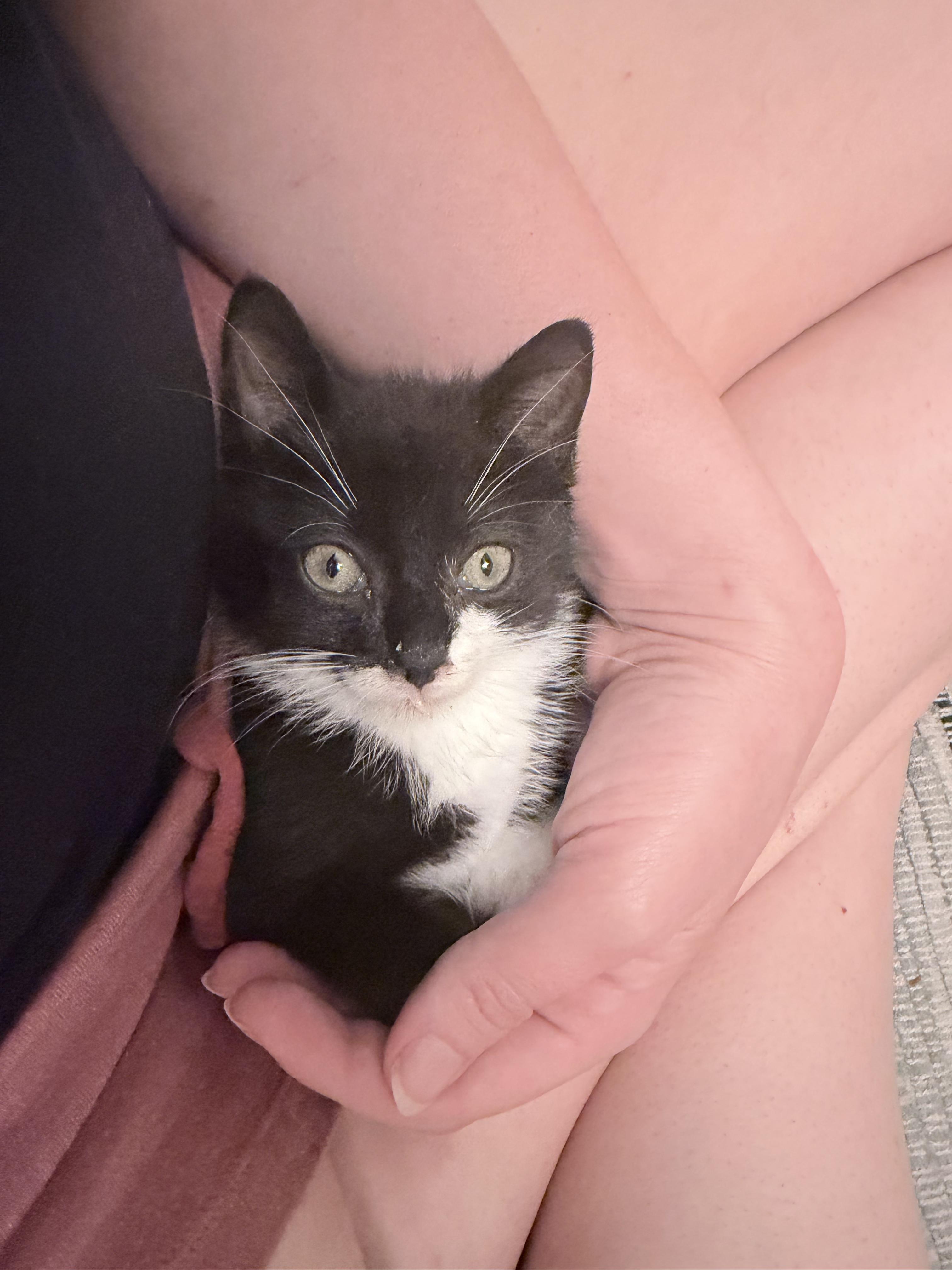 Plum & Concord, a ADOPTABLE Domestic Short Hair in Brooklyn, NY image 3/6